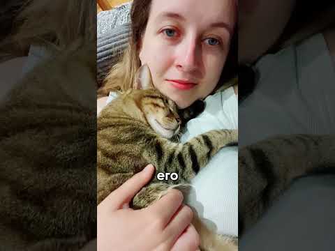 Слепой кот