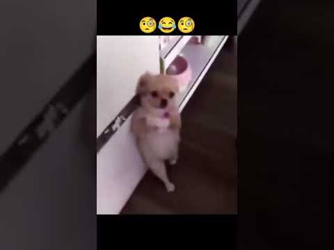 Reacción a videos graciosos l Reacción mexicano 21 #meez9  #meezjuegos