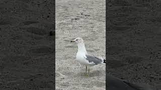 Seagull catches Pistachio #shorts