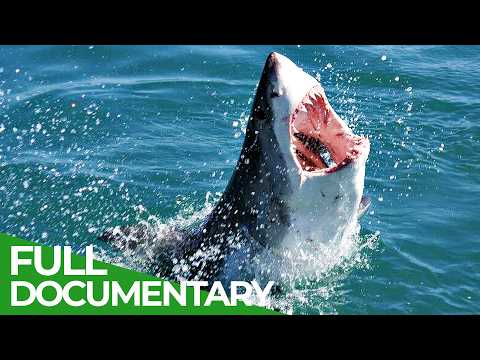 Sharks: Masters of the Ocean | Free Documentary