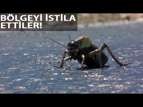 Vatandaşlar Büyük Korku İçinde