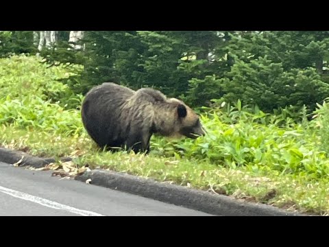 〈ドライブ中にクマと遭遇〉たった20ｍの距離にヒグマが…撮影者は『見るのはいいけどこっちに手は出すなよ』という圧を感じたという