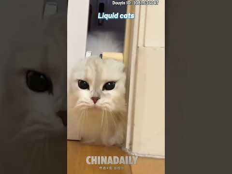 Liquid cats