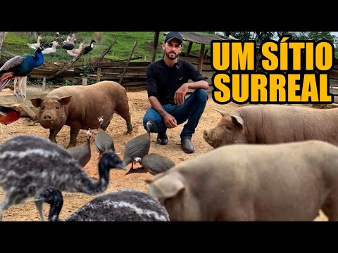 ENORME VARIEDADE DE ANIMAIS NO SÍTIO DO LUCAS - NOVA RESENDE MG