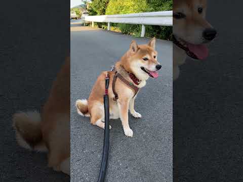 蝉、頑張ってますよ!柴犬こんは負けてます。