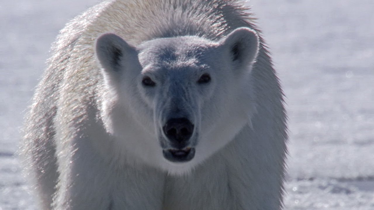 Polar Bear Stalks and Attacks Seal BBC Earth