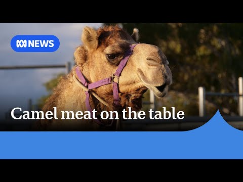 YouTube video thumbnail: Scenic Rim Farm Aims to Make Camel Meat, Milk Mainstream