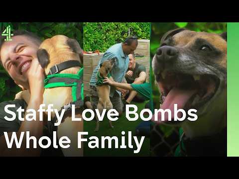 Staffy Love Bombs Whole Family | The Dog House 🐶