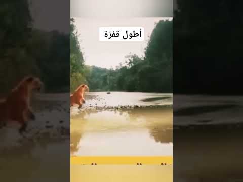 #trendingvideo #اكسبلور #المغرب #ضحك #محركات #كوميديات #كامري #funny #تيك_توك #shorts #animals