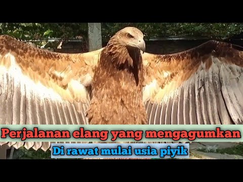 eagles are kept from chick age