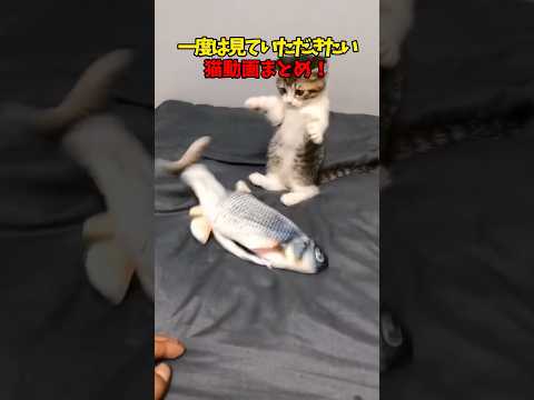 猫の動画サムネイル - 一度は見ていただきたい…!! #猫 #cat #cats #cute
