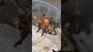 tHORNY  cricket