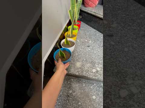 Snake plant *Water propagation is fake*🪴😥😭😖 #short #shorts #terracegarden #ytshorts