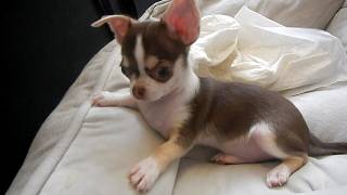 Chico & Daddy Bono: The cutest Playtime Duo Ever