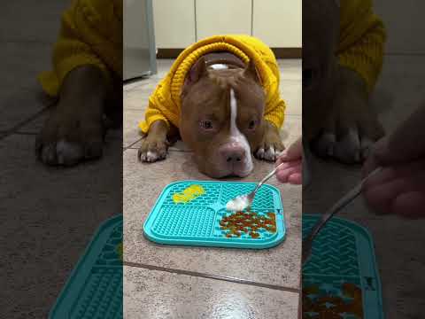 Soy el más guapo e profesional #viral #perros #perrofeliz #duo