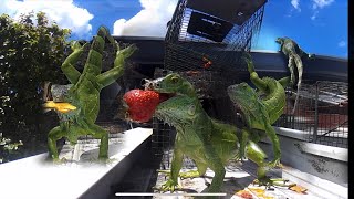 Iguanas Make hole and Nest iguana Residents Roof! Hired to Remove Them with 1-way Trap door!
