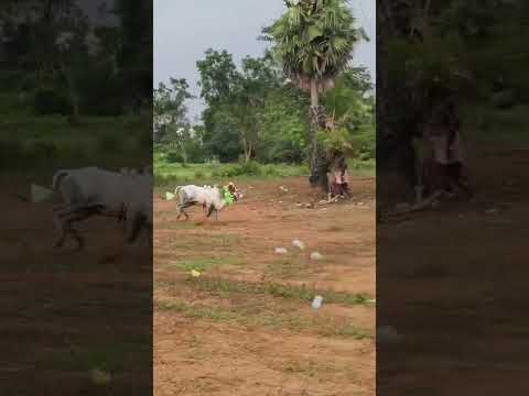 ❌💥 SUBSCRIBE TO ALL ♨️🔥#nareshvlog#bull#shortsviral#love#eruthukattu#subscribe#shorts