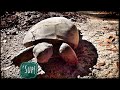 Gopher Tortoise Conservation and Biology