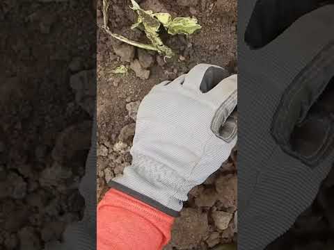 ¡Vamos a buscar tesoros a un castillo Celta! 🏰 #shorts