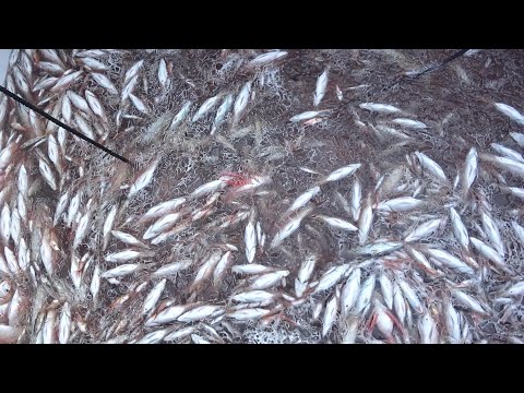 【希少映像】定置網の中をカメラでのぞいたらとんでもない光景が広がっていた!