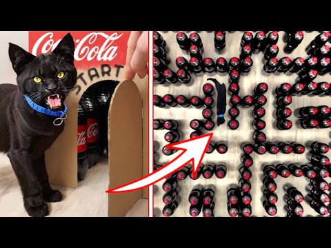 Angry Cat vs Coca-Cola Maze