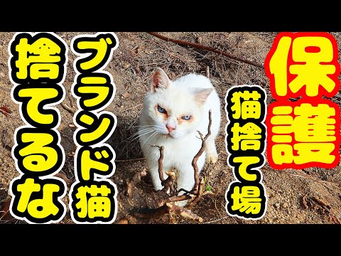 【野良猫 保護】ブランド猫を捨てるな！ボランティアさん涙で訴えると。。。 経過報告