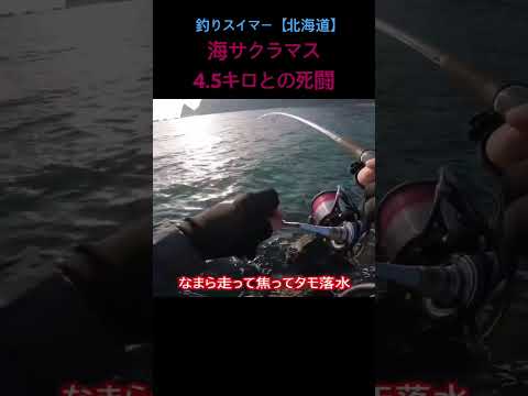 4.5キロ海サクラマスとの死闘(過去動画)