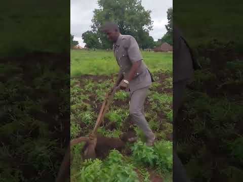 Charrue tirée par des boeufs au Fouta Djallon