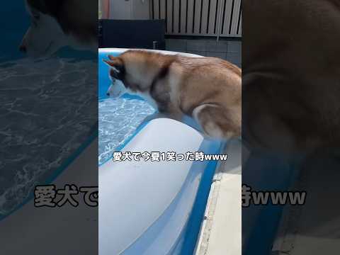 突然華麗な体幹を見せつけてくる犬 #プール #大型犬 #shorts サムネイル