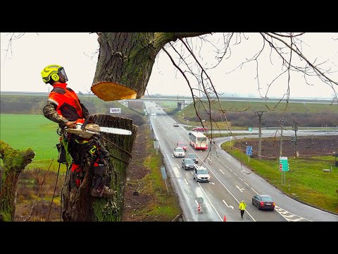 Extrémně nebezpečné kácení stromů – 5 obřích stromů u dálnice