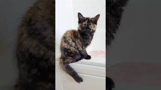 maine coons love water! she joins us all for every bath!
