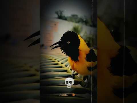 bird screaming 😱 #edit #shorts