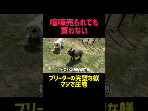 日本一の犬の躾が圧巻すぎる！#犬のしつけ#犬トレーニング#犬のいる生活#子犬のいる生活#犬好き#犬動画#dogtraining#doglife#しつけのコツ#無駄吠え対策