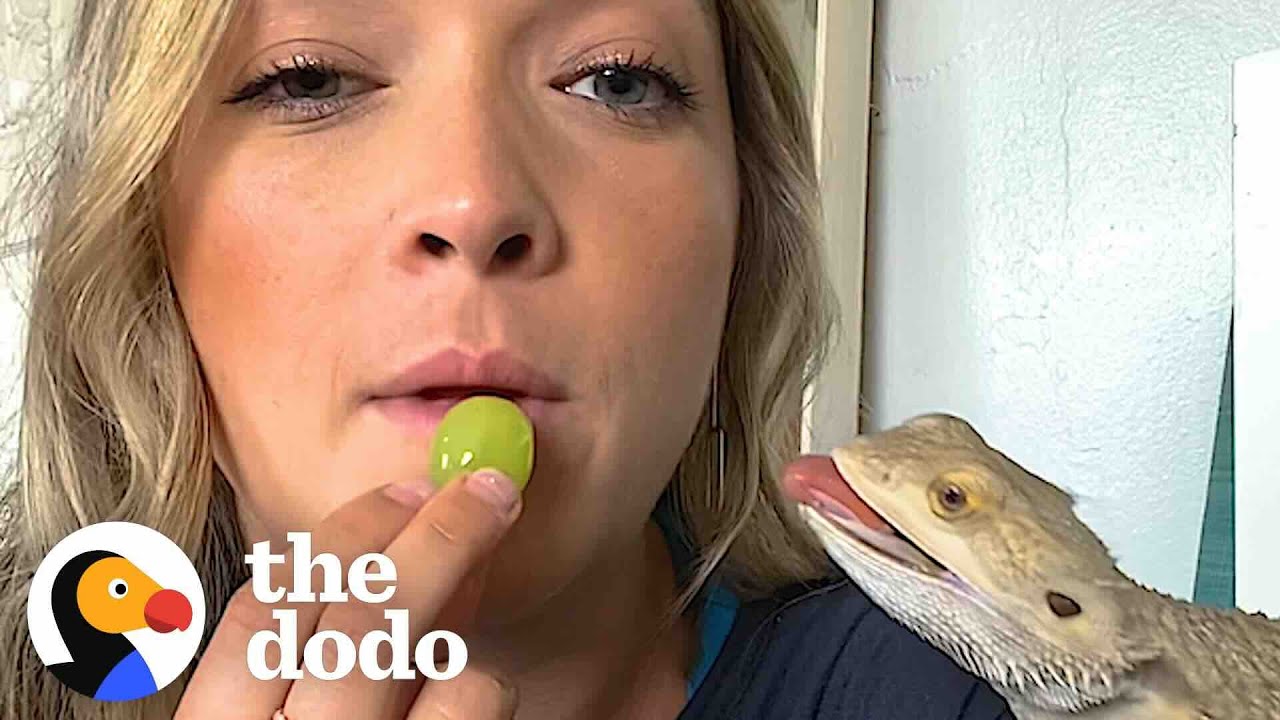 5 Signs Bearded Dragons Are Basically Golden Retrievers