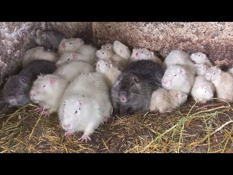 Чи є попит на нутрії в Україні?