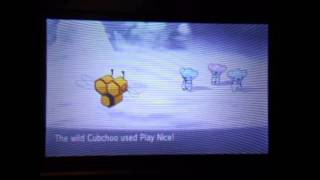 (WSHC)Shiny Cubchoo after 87REs