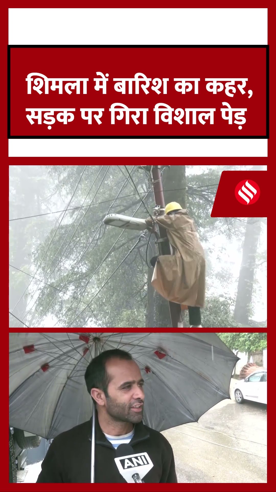 शिमला में बारिश का कहर, सड़क पर गिरा विशाल पेड़