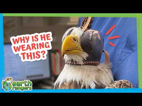 This Eagle Couldn’t Fly So Why Did Rescuers Cover His Eyes? | Earth Rangers
