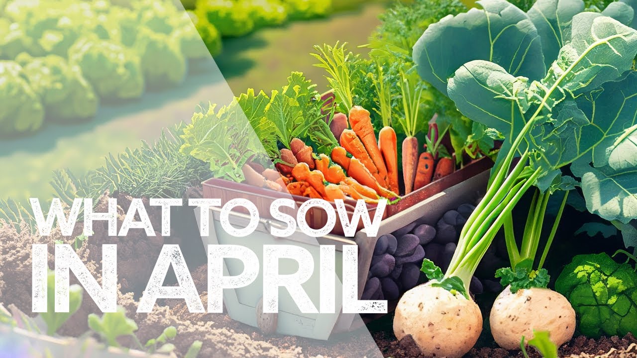 What to Sow in April for Abundance