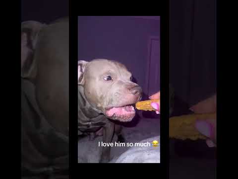 #funnydogs#cute#doglover#doglife#cure#dogshorts#pet#doglife#dogshorts#funnyanimals