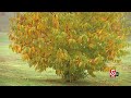 Nut Roasting Business and American Chestnuts