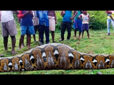 Inacreditável | cobra gigante engoliu homem inteiro, confira!!