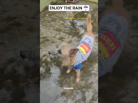 #rain #enjoy #funnycomedy #dogloverssong #chennaiexpress #songs #melody #lovely