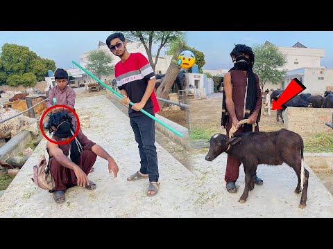 Bikhari Cow Baby Ko Chori Krte Huwe Pakra Gaya ?