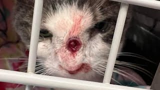 Immense Cuterebra Removed From Tiny Kitten's Nose (Part 154)