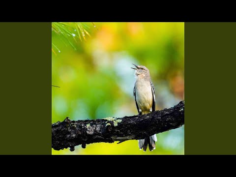 Mockingbird