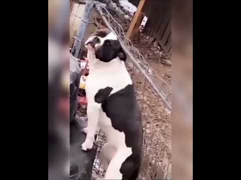 Perritos Bailando 😂 #perros #baile #dogdance #chatgpt #inteligenciaartificial #videoshort #viral