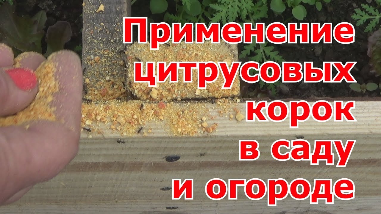 Применение цитрусовых корок в саду и огороде. Как правильно насушить корок от апельсинов, мандаринов