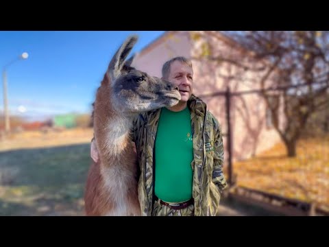 Мы пришли проведать херсонских животных ламу Рому и ослика Дашу!