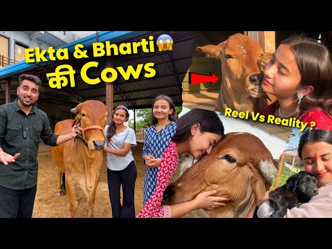 Ekta & Bharti Saini ki Pyari Cows🐮😱Gauseva Exposed!